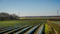 Strawberry fields in the Danubian Plain in autumn Royalty Free Stock Photo