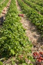 Strawberry fields in Lithuania