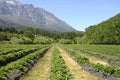 Strawberry Fields in Patagonia