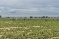 Strawberry fields, strawberry plants growing on farm. People are picking fresh strawberry fruit on the farm