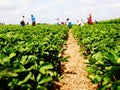 Strawberry Fields Royalty Free Stock Photo