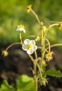 Strawberry flower on a bush. Strawberry blossoms in the garden. Spring flowering of strawberries. Beautiful white flower Royalty Free Stock Photo