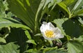 Strawberry flower closeup Royalty Free Stock Photo