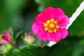 Strawberry flower Fragaria x ananassa - selective focus Royalty Free Stock Photo