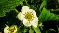 Strawberry flower - Fragaria Ãâ ananassa Royalty Free Stock Photo