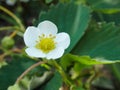 Strawberry flower. Garden strawberry, white flowers and buds with green leaves, close up. blooming strawberry, Blossoming Royalty Free Stock Photo