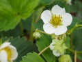 Strawberry flower. Garden strawberry, white flowers and buds with green leaves, close up. blooming strawberry, Blossoming Royalty Free Stock Photo