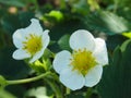 Strawberry flower. Garden strawberry, white flowers and buds with green leaves, close up. blooming strawberry, Blossoming Royalty Free Stock Photo