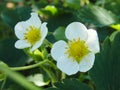 Strawberry flower. Garden strawberry, white flowers and buds with green leaves, close up. blooming strawberry, Blossoming Royalty Free Stock Photo