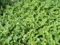 Strawberry flower leaves cultivated plant june