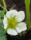 Strawberry flower macro