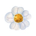 Strawberry Flower Watercolor Illustration Isolated On White Background. Flowering Wild Berry With Delicate Petals, Yellow Pollen