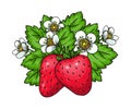 Red ripe whole wild strawberry blossom hand drawn Royalty Free Stock Photo