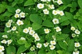 Strawberry flowers