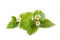 Strawberry flowers Royalty Free Stock Photo