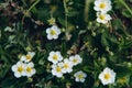 Strawberry flowers authentic blurred background