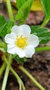 Strawberry flowers can distinguish the type of these plants