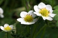 Strawberry flowers