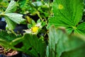 Strawberry flowers originate in the crowns of strawberry plants Royalty Free Stock Photo