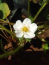 Strawberry flowers are perfect because there are two reproductive organs