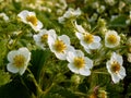 Strawberry flowers Royalty Free Stock Photo