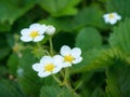 Strawberry flowers on the stem Royalty Free Stock Photo
