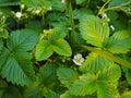 Strawberry flowers on the stem Royalty Free Stock Photo