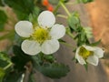 Strawberry flowers