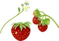 Strawberry and flowers of strawberry