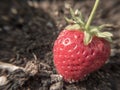 Strawberry focus with ground background