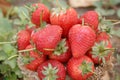 Strawberry ,focus on group of strawberries in basket on natural