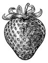 Strawberry Vintage Woodcut Illustration