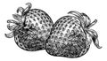 Strawberry Vintage Woodcut Illustration Royalty Free Stock Photo