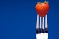 Strawberry on Fork - blue background Royalty Free Stock Photo