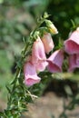 Strawberry foxglove Summer King