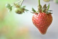 Strawberry (Fragaria) Royalty Free Stock Photo