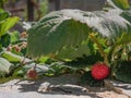 Strawberry of a Fragaria vesca plant Royalty Free Stock Photo