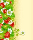 Strawberry frame 2. Red berry and white flower Royalty Free Stock Photo