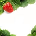 Strawberry frame Royalty Free Stock Photo