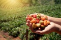 Strawberry fresh fruits in a woman`s hands with strawberry field Royalty Free Stock Photo