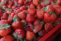 Strawberry. Fresh organic strawberries in daylight on a market. Fruits background. Healthy food. Strawberry background Royalty Free Stock Photo