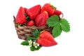 Strawberry fresh organic strawberries with leaves in wicker basket isolated on white background Royalty Free Stock Photo