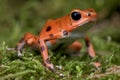 Strawberry frog Royalty Free Stock Photo