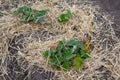 Strawberry frost protection with straw.