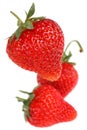 Strawberry fruit