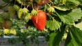 Strawberry fruit bright red and fresh grow hanging in a closed garden