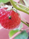 Strawberry fruit bug critter nature red green