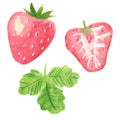 Strawberry fruit  clipart set. Hand drawn watercolor illustration Royalty Free Stock Photo
