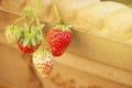 Strawberry fruit grows in garden pot Summer Berry Isolated Copy Space Royalty Free Stock Photo