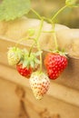 Strawberry fruit grows in garden pot Summer Berry Isolated Copy Space Royalty Free Stock Photo